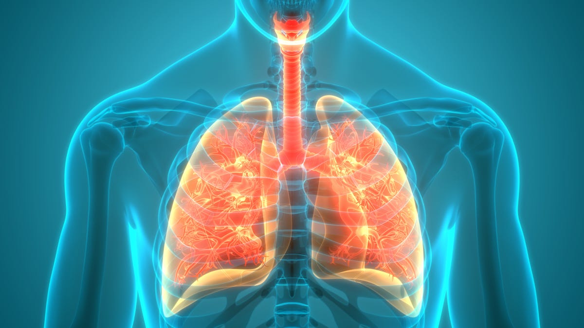Illustrated human respiratory system, including lungs.